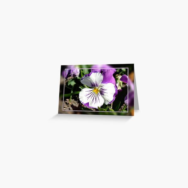 Purple Pansy Greeting Card