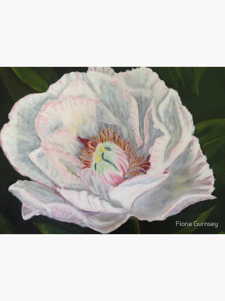 Thumbnail 3 of 3, Sticker, A Camelia from my garden designed and sold by fionagurnsey.