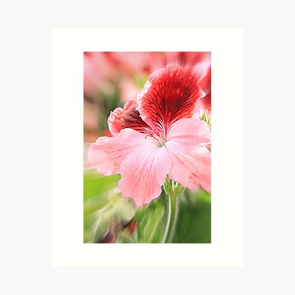 dianthus chinensis Art Print