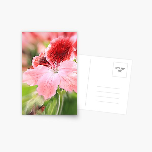 dianthus chinensis Postcard