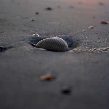 Artwork thumbnail, Shells by CreativeKitty