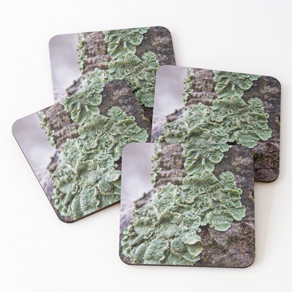 Item preview, minus 1 C: It's Autumn in Canberra/ACT/Australia (2) designed and sold by Wolf Sverak Photography.