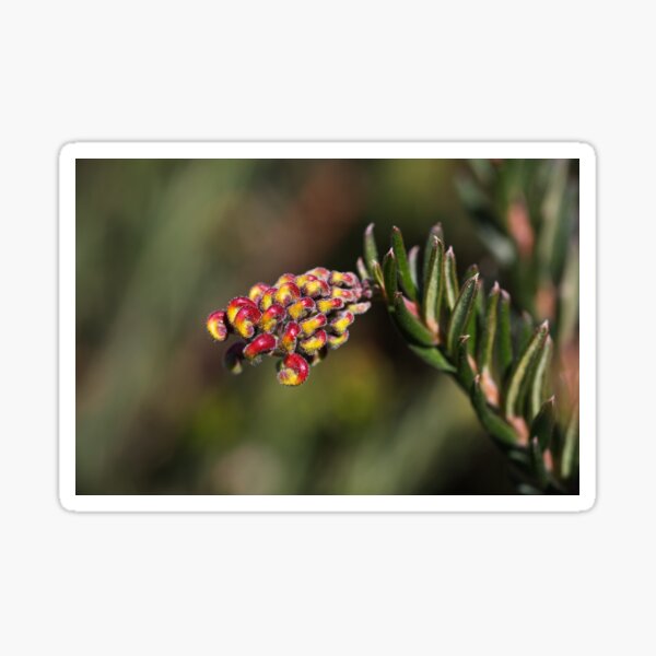 Item preview, Grevillea Fireworks Flowering  designed and sold by Joy Watson - Natural Light Photography .