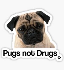 Pugs not Drugs Sticker