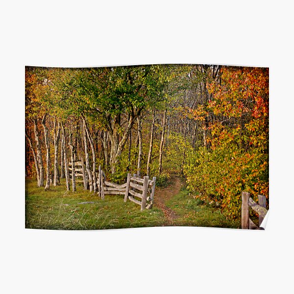Sunset on an Autumn Wood Poster