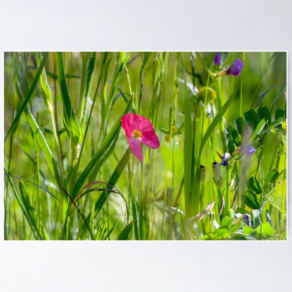 Item preview, A lone poppy designed and sold by rwhooster.
