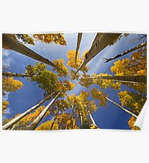Aspen Color Poster