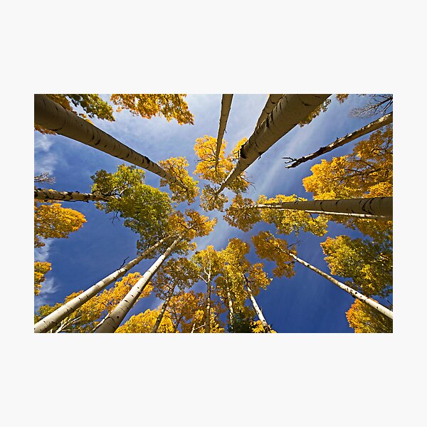 Aspen Color Photographic Print