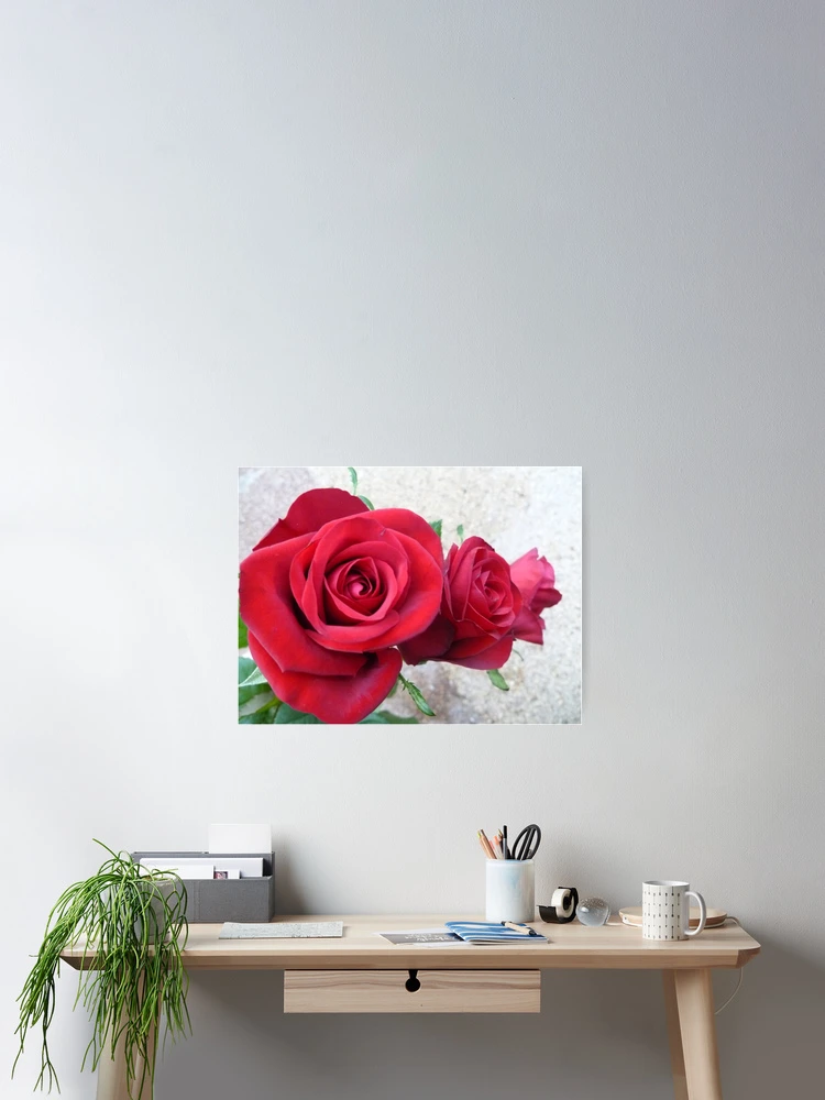 Thumbnail 2 of 3, Poster, Three Red Roses designed and sold by Vicki Spindler (VHS Photography).