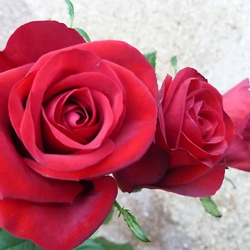 Artwork thumbnail, Three Red Roses by Vicki Spindler (VHS Photography)