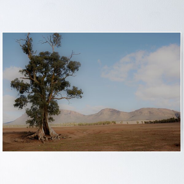 Item preview, The beautiful 'Cazneaux Tree' - 'Spirit of Endurance' designed and sold by imaginethis.
