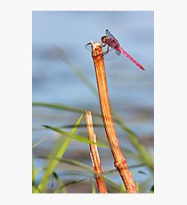 Flame skimmer Fotodruck