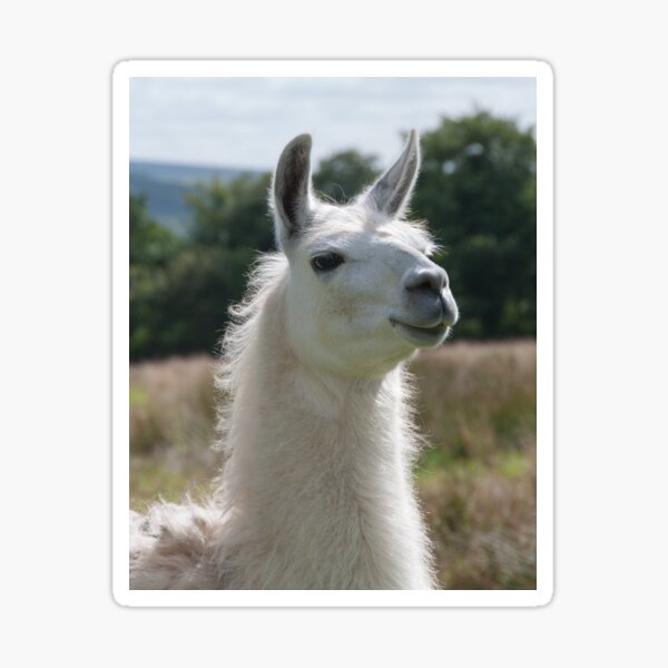 Loki the llama Sticker