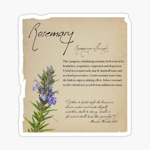 Herbal Apothecary: Rosemary Sticker