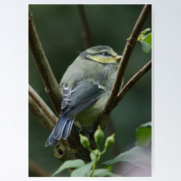 Item preview, Juvenile BlueTit designed and sold by AnnDixon.