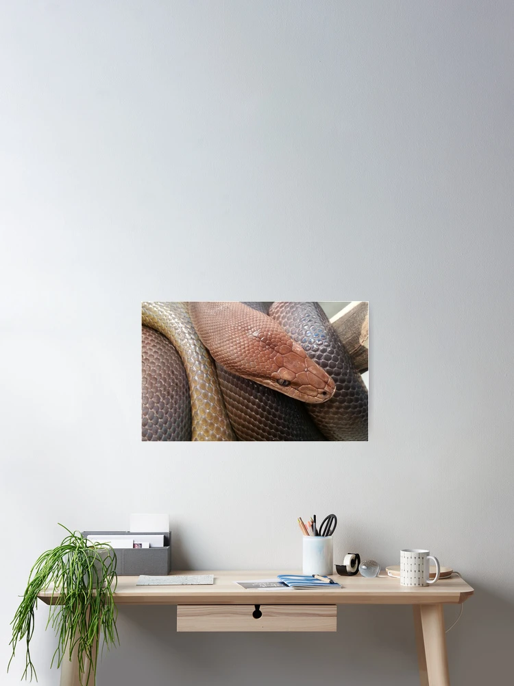 Thumbnail 2 of 3, Poster, Python designed and sold by Keith's Photo Artistry.