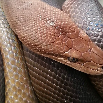 Artwork thumbnail, Python by Keith's Photo Artistry