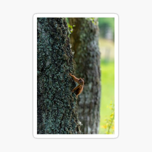 Item preview, Red squirrel on tree trunk designed and sold by iCimages.net.