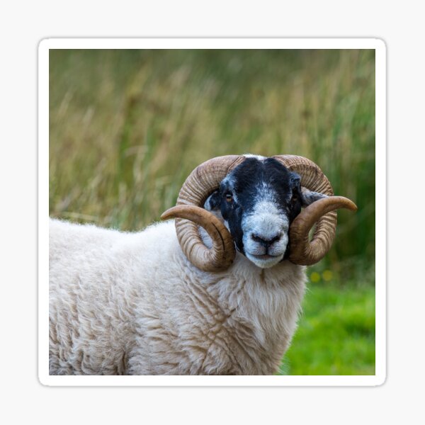 Item preview, Scottish Blackface Sheep designed and sold by iCimages.net.