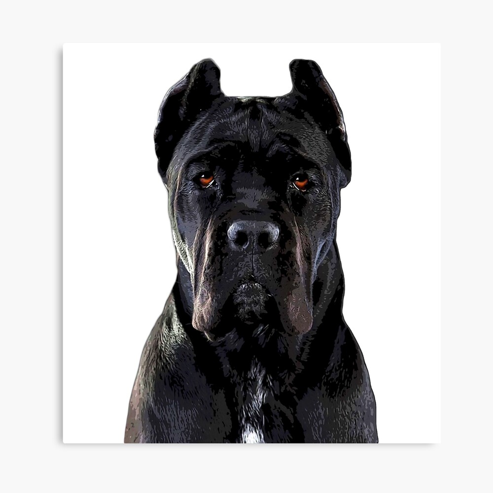 Cane Corso Dog Black  Photographic Print