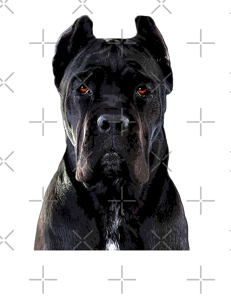 black corso dog