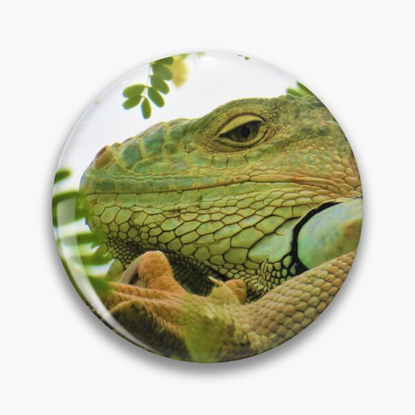 Item preview, Iguana Photography, Shirt, Tank Top, Hoodie, Iguana Shirt, Iguana Gift, Iguana Lover Shirt, Iguana Owner Gift, Funny Iguana Shirt, Iguana Sticker designed and sold by TheGreekGuy.