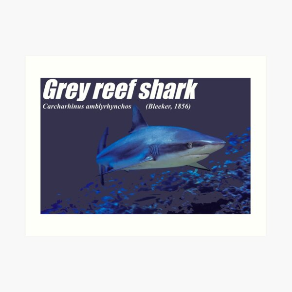 Grey Reef Shark cut-out Art Print