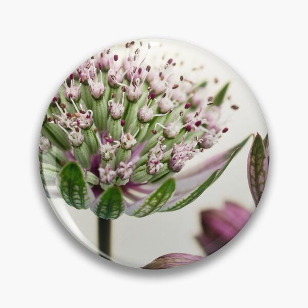 Item preview,  Astrantia Major designed and sold by John Ray.
