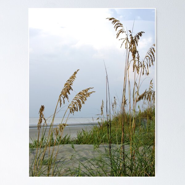Item preview, coastal sea oats designed and sold by g richard anderson.