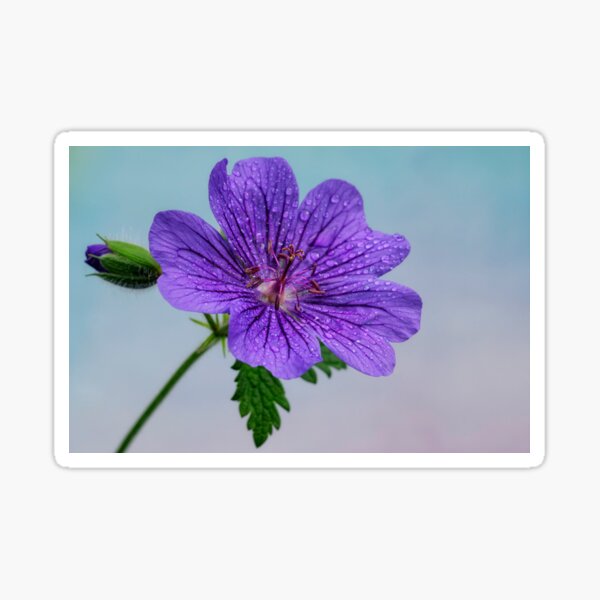 Cranesbill. Sticker