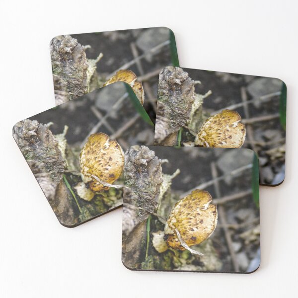 Item preview, New Mushroom  designed and sold by SRosuphotos.