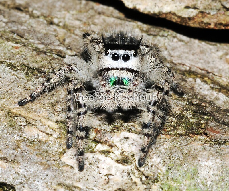 "Grey Jumping Spider" by Kashouh Redbubble