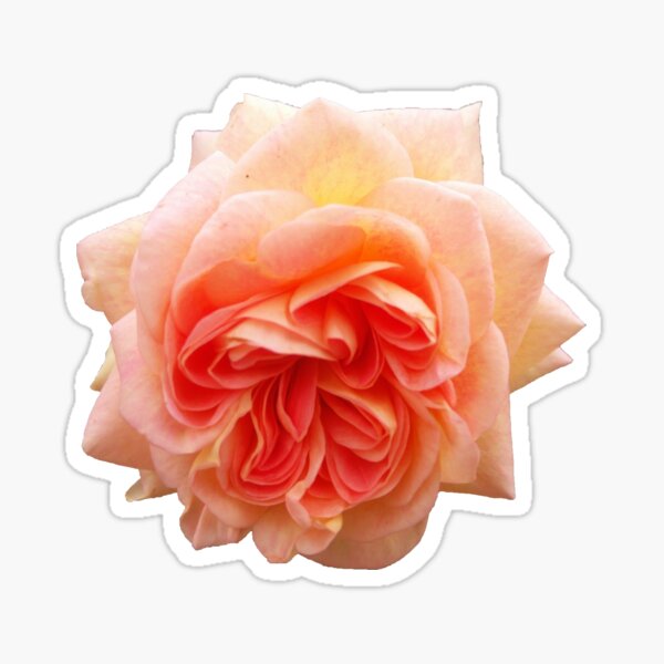 Smiling Rose Sticker