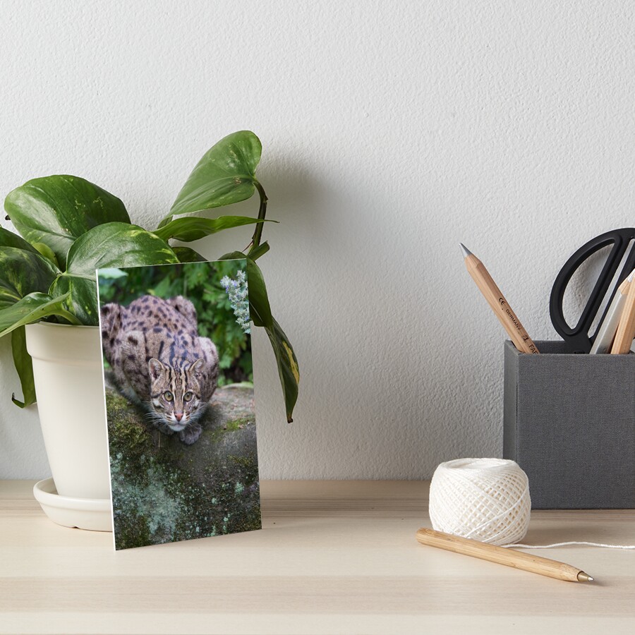 Item preview, Art Board Print designed and sold by Cloudtail.