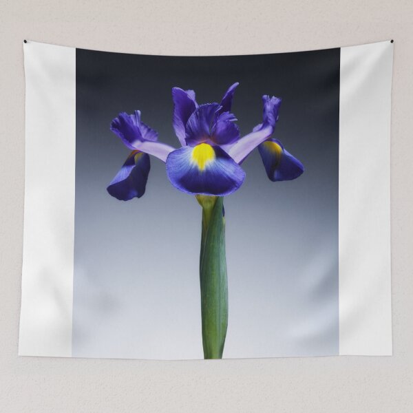 Item preview, A single beautiful blue Iris flower. No.2 designed and sold by Phillip Thornton.