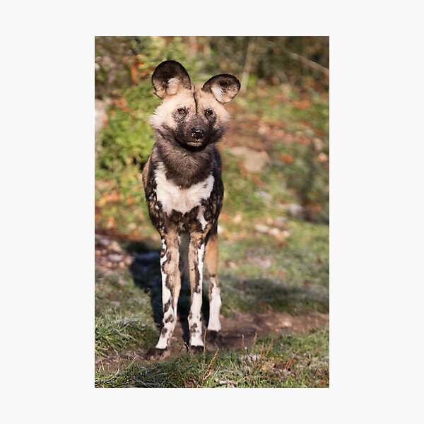 Afrikanischer Wildhund Fotodruck