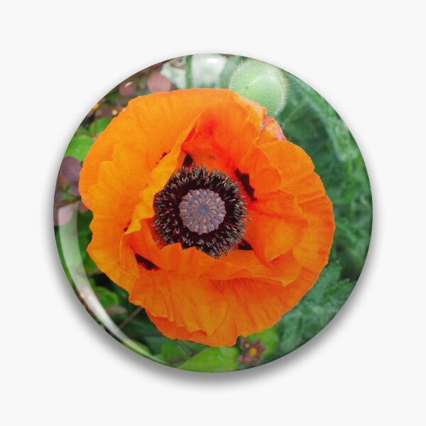 Item preview, A Oriental poppy designed and sold by PicsByTony.