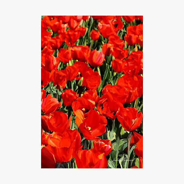 Red Poppies Photographic Print