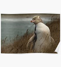 Yellow Eyed Penguin Poster