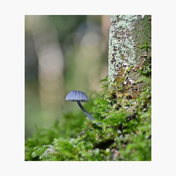 Item preview, Nitrous Bonnet   ,   mycena  leptocephala. designed and sold by relayer51.