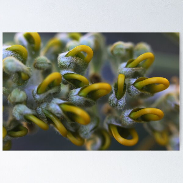 Item preview, Grevillea pteridifolia designed and sold by andrachne.