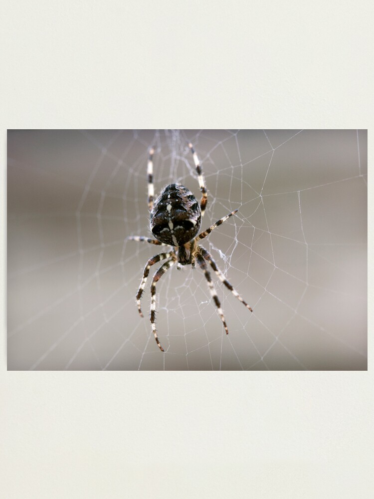 Alternate view of Hanging Out Photographic Print