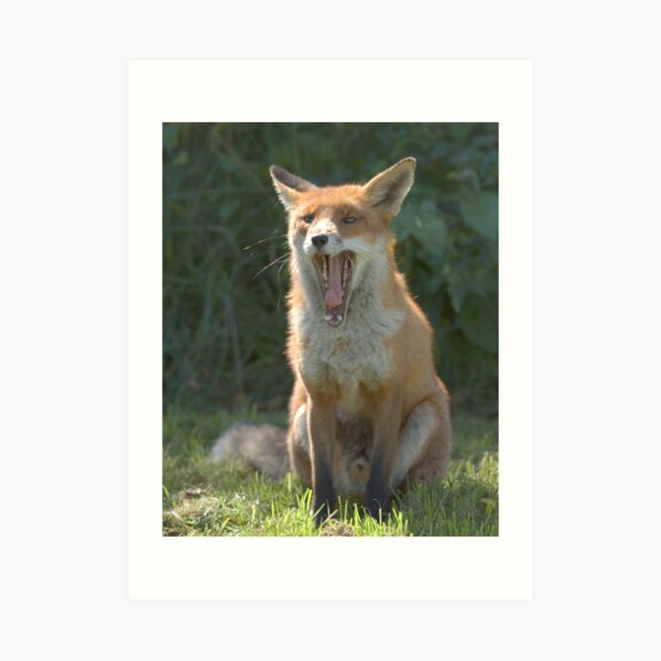 Toothy fox Art Print