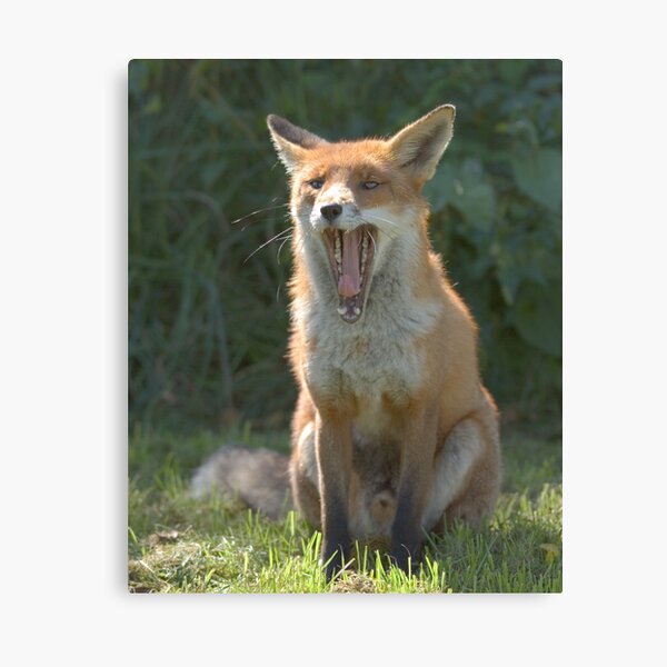 Toothy fox Canvas Print