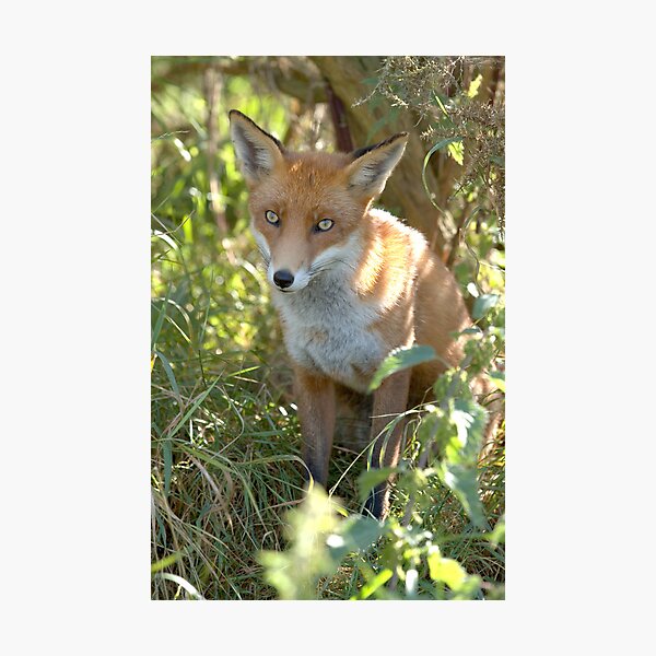 Demure fox Photographic Print