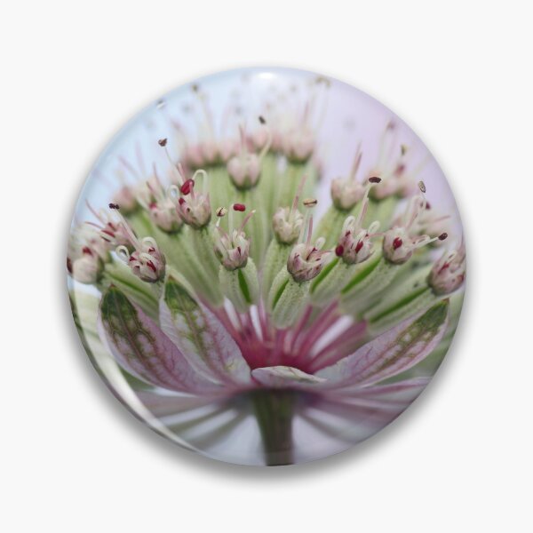 Item preview,  Astrantia Close-Up. designed and sold by John Ray.