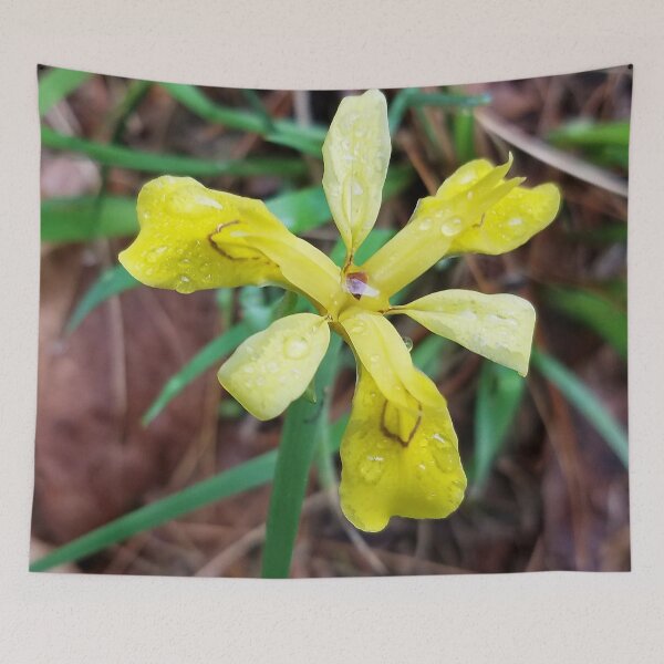 Item preview, Iris Koreana - floral sunshine on a rainy day designed and sold by rvjames.