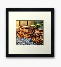 Honey Fungus Framed Print
