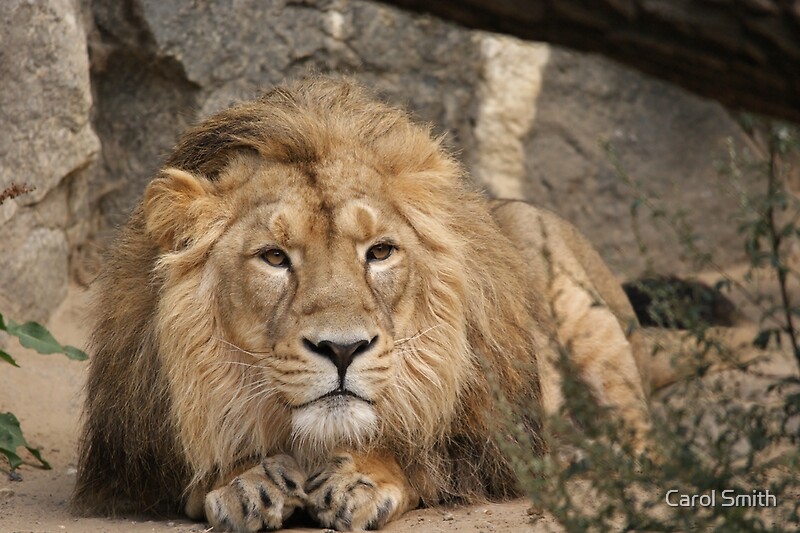 "Indian Lion" by Carol Smith | Redbubble