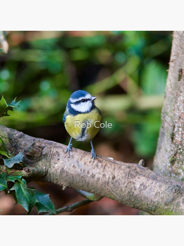 A Blue Tit (Cyanistes Caeruleus) Perched on a Branch by robcole